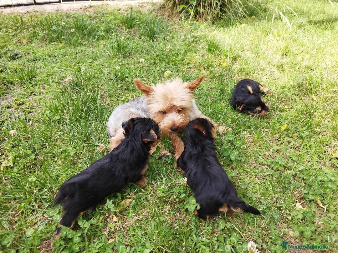 Yorkshire Terrier perros en venta: Cachorritos preciosos de Yorkshire - Imagen 1
