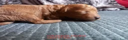 Caniche Toy perros en venta: Caniche Toy Rojo cachorro  - Anuncio 2