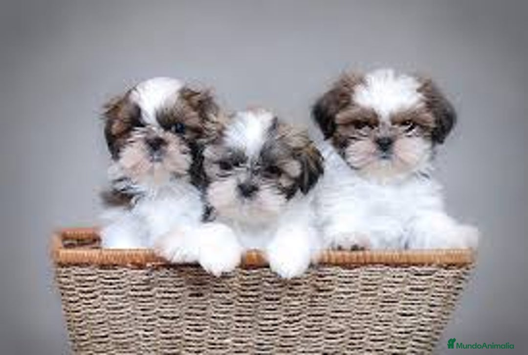 Shih Tzu perros en venta: CACHORROS SHIH TZU - Imagen 1
