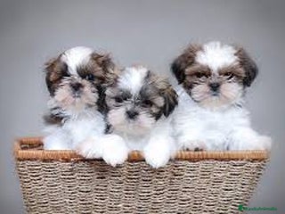 Shih Tzu perros - Anuncio 5