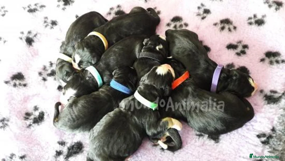 Imagen de galería {{count}}