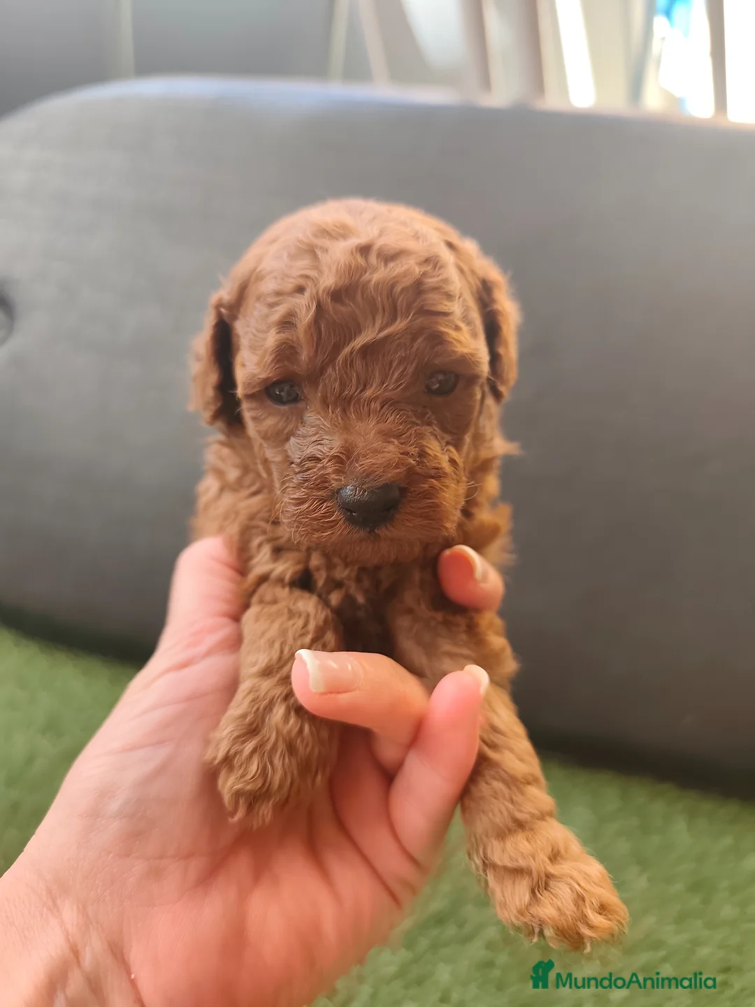 Caniche Toy perros en venta: Caniche toy Prao Toro  - Anuncio 1