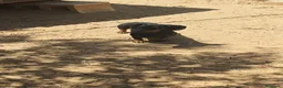 Teckel Miniatura perros en venta: TECKEL MINIATURA EN SEVILLA - Anuncio 9