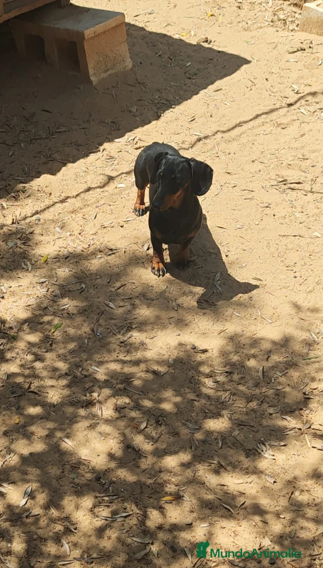 Teckel Miniatura perros en venta: TECKEL MINIATURA EN SEVILLA - Anuncio 9