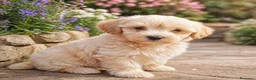 Maltipoo perros en venta: Maltipoo disponible para entregar🐾🐾 - Anuncio 1