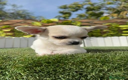 Chihuahua perros en venta: CHIHUAHUA MACHO - Imagen 12