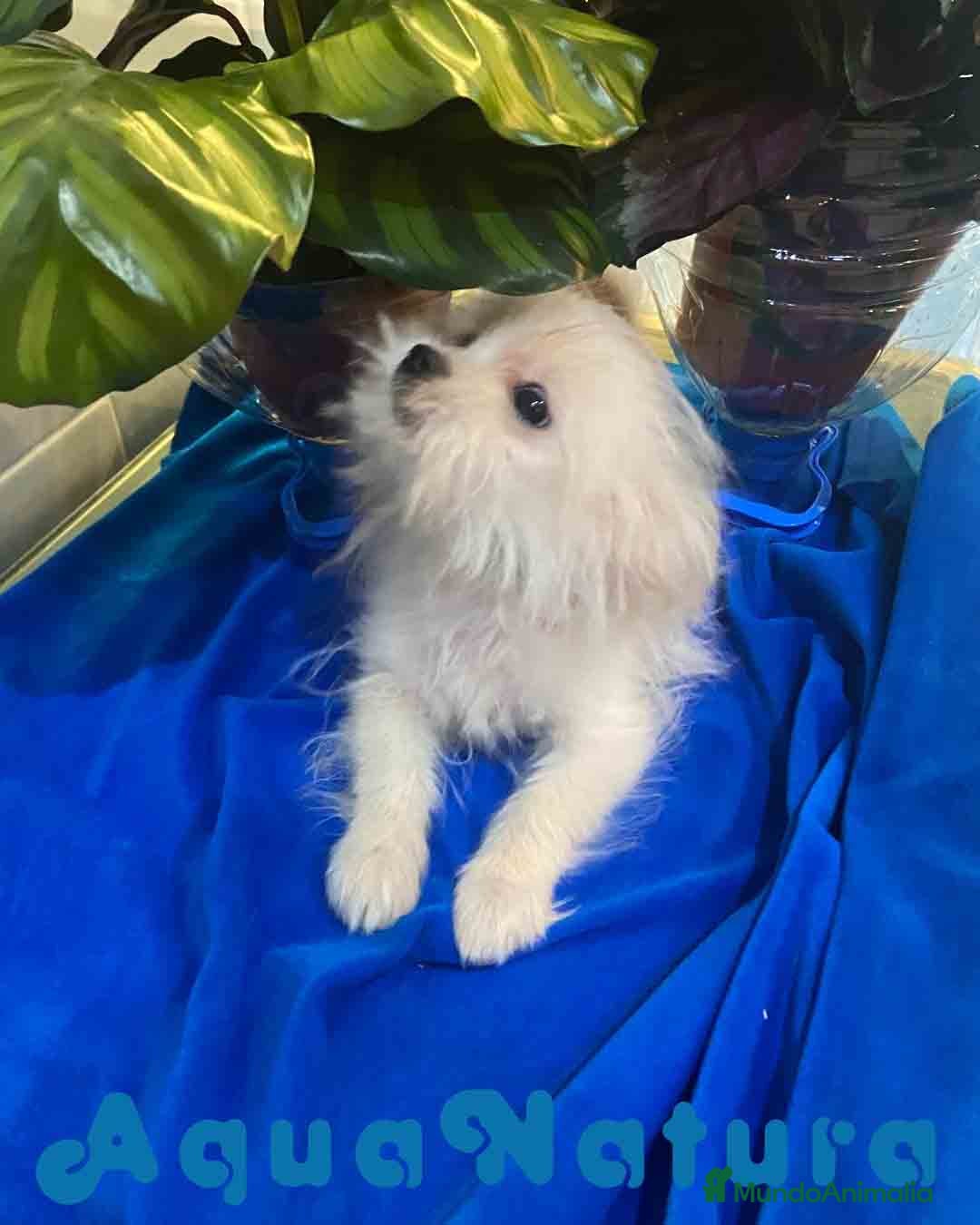 Raza Mixta perros Havapom Macho de Kyi Junior 4562 AQUANATURA - Anuncio 2