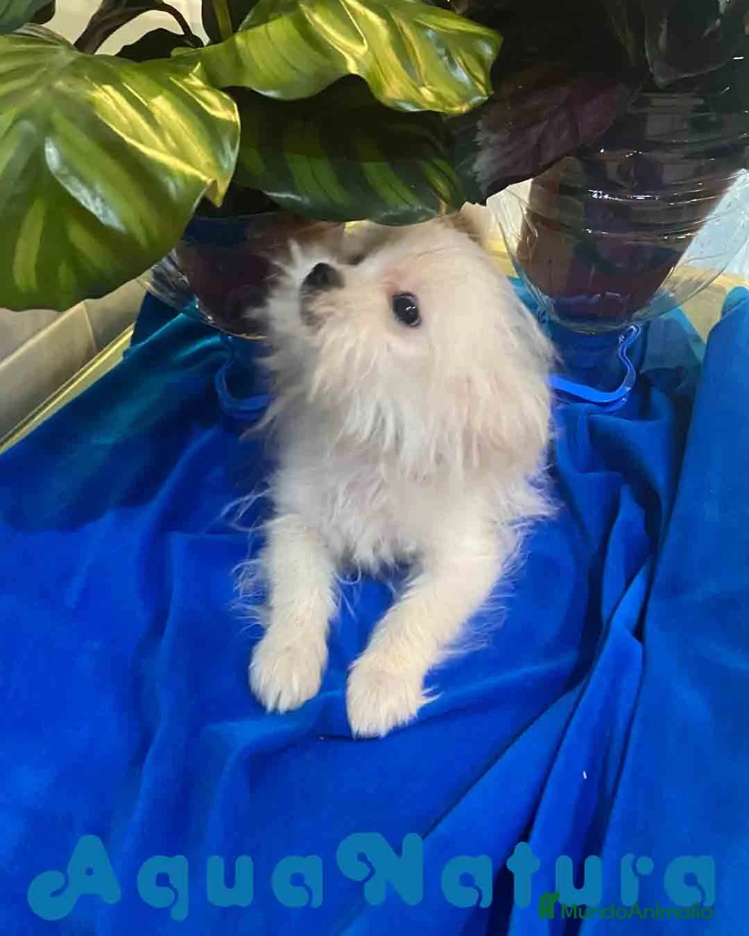 Raza Mixta perros en venta: Havapom Macho de Kyi Junior 4562 AQUANATURA - Anuncio 2