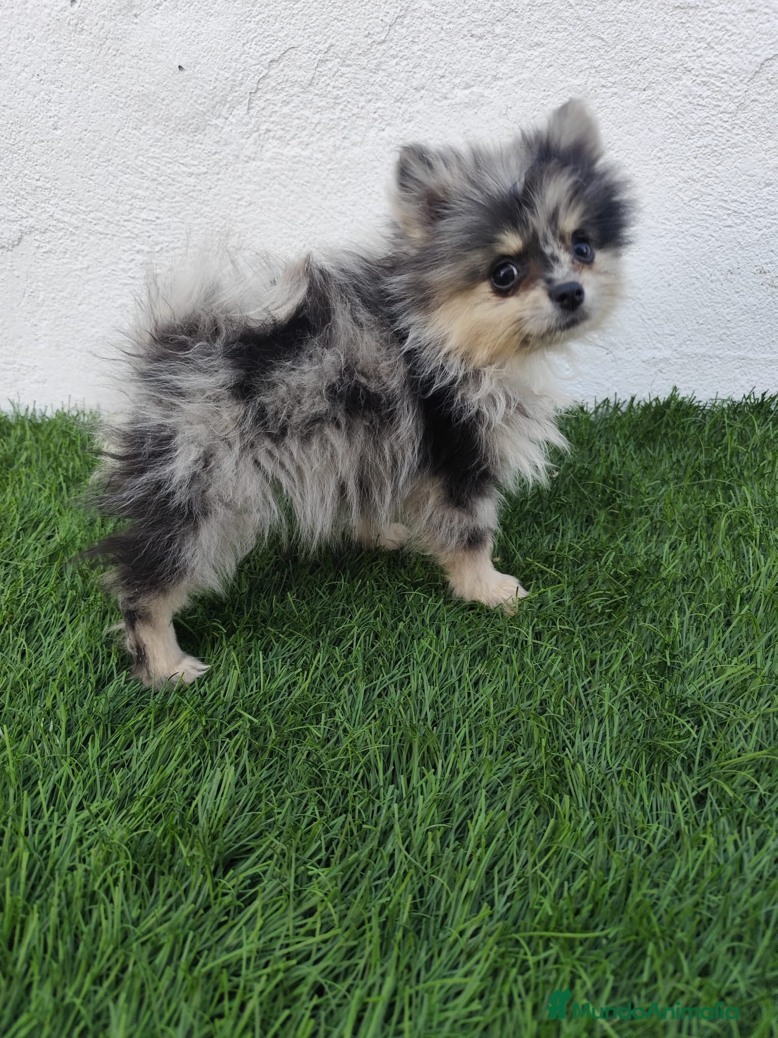 Pomerania perros en venta: Pomerania toy  - Anuncio 3