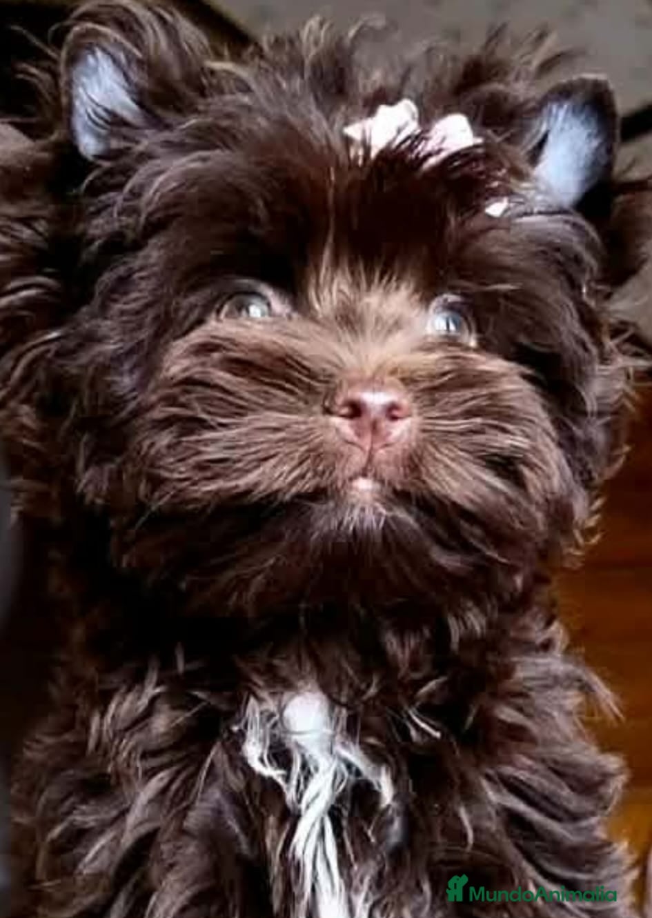 Yorkshire Terrier perros Cachorros Yorkshire Chocolate  - Anuncio 10