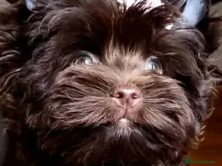 Yorkshire Terrier perros Cachorros Yorkshire Chocolate - Anuncio 10