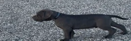 Cane Corso perros en venta: Cachorro de cane corso  - Anuncio 3