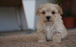Maltipoo perros en venta: 🐾 Manolo y Jacinto – Pequeños Maltipoo 🐶 - Imagen 4