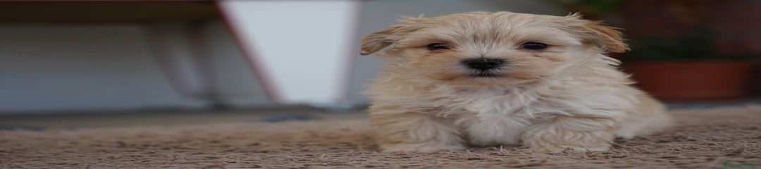 MANOLO