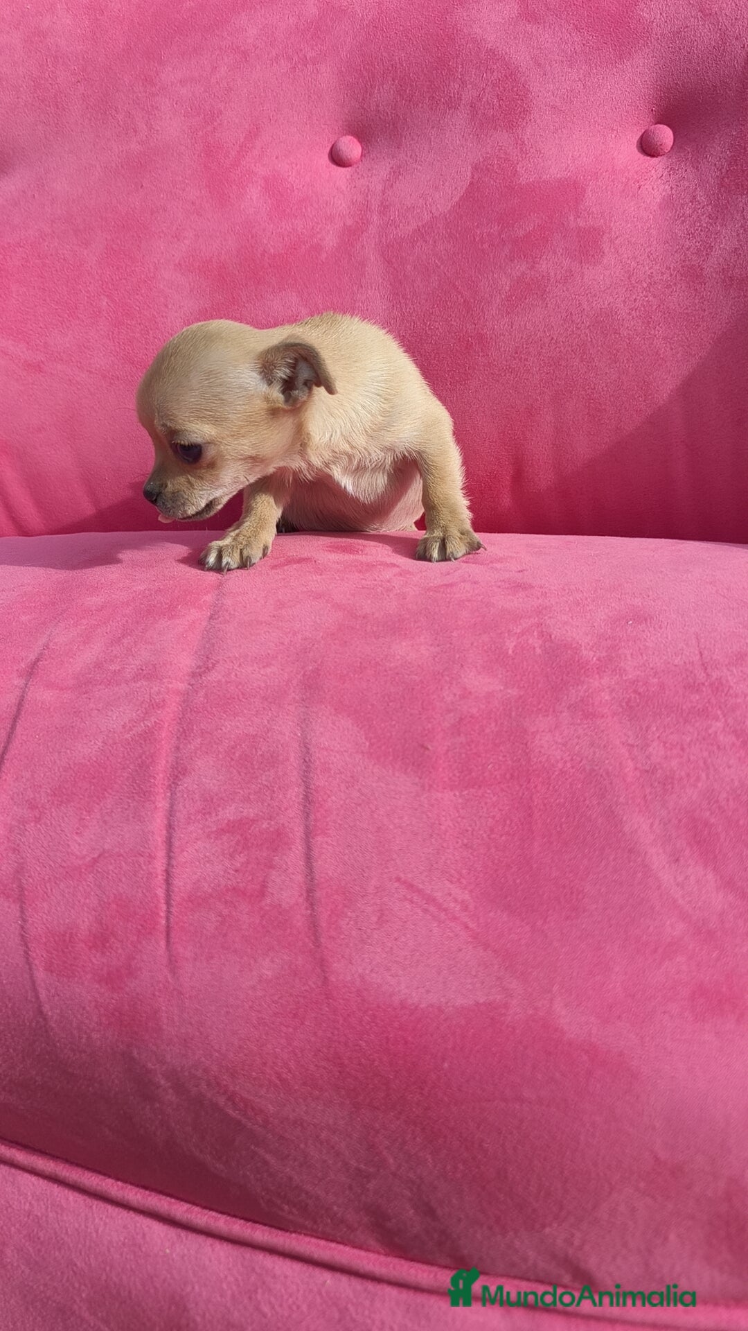 Chihuahua perros en venta: Chihuahua hembra disponible  - Anuncio 2