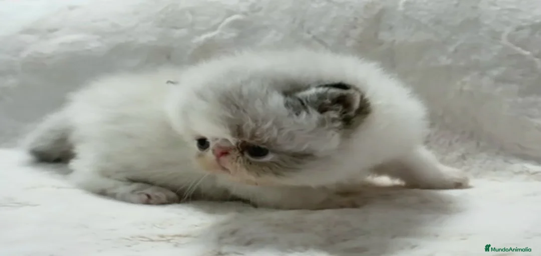 Imagen de galería {{count}}