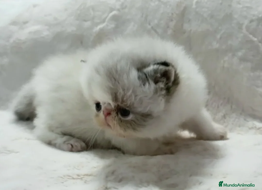 Imagen de galería {{count}}