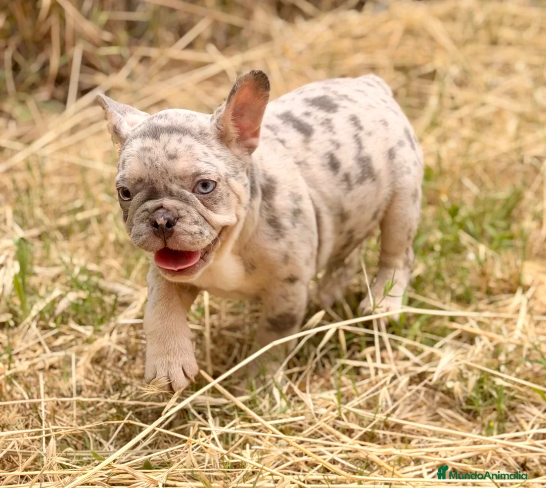 Bulldog Francés perros en venta: BULLDOG FRANCÉS HEMBRA EXÓTICA DISPONIBLE - Anuncio 2
