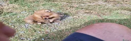 Pomerania perros en venta: Lulú de Pomerania  - Anuncio 9