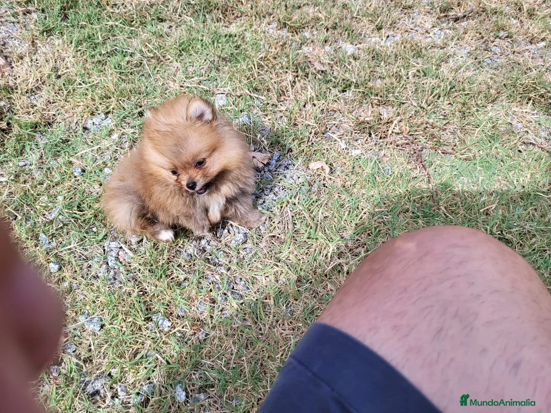 Pomerania perros en venta: Lulú de Pomerania  - Anuncio 9