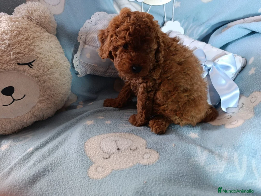 Caniche Toy perros en venta: Último caniche machito  - Anuncio 3