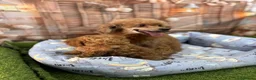 Caniche Toy perros en venta: Caniche Toy hembra muy pequeñita de tamaño. - Anuncio 3