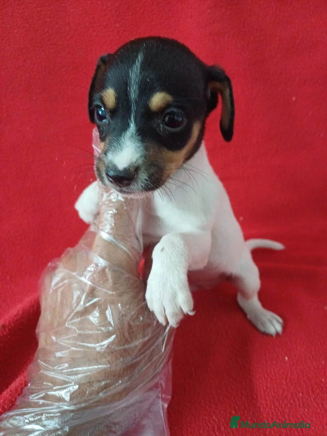 Ratonero Bodeguero Andaluz perros en venta: Bodeguero Andaluz  - Anuncio 1