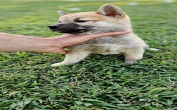 Shiba Inu perros en venta: Cachorros de Shiba Inu - Imagen 2