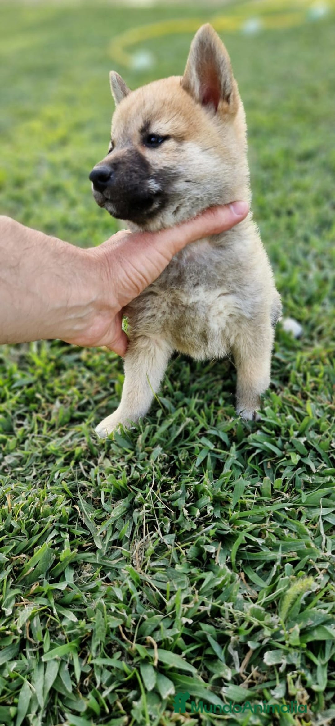 Shiba Inu perros en venta: Cachorros de Shiba Inu - Imagen 2