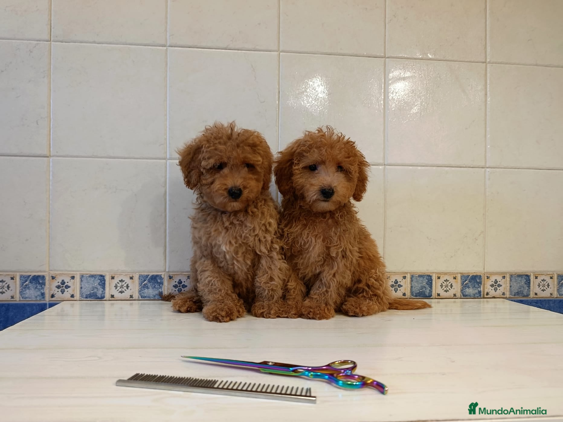 Caniche Toy perros Caniche toy apricot intenso - Anuncio 2