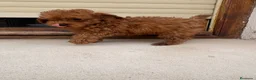 Caniche Toy perros en venta: Caniche Toy  - Anuncio 4