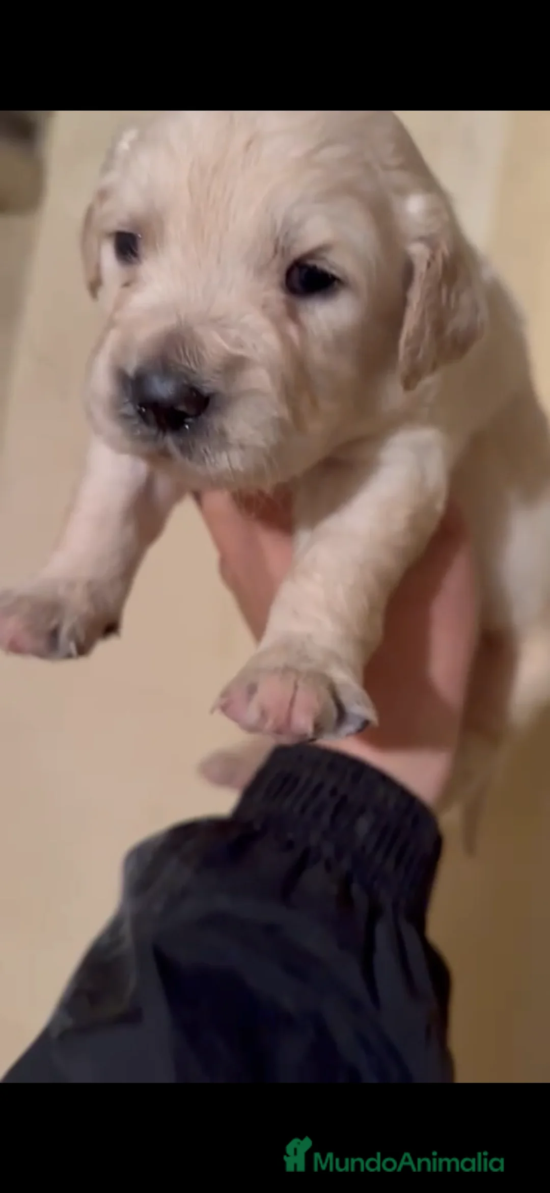 Golden Retriever perros en venta: Camada de golden retriever  - Anuncio 11