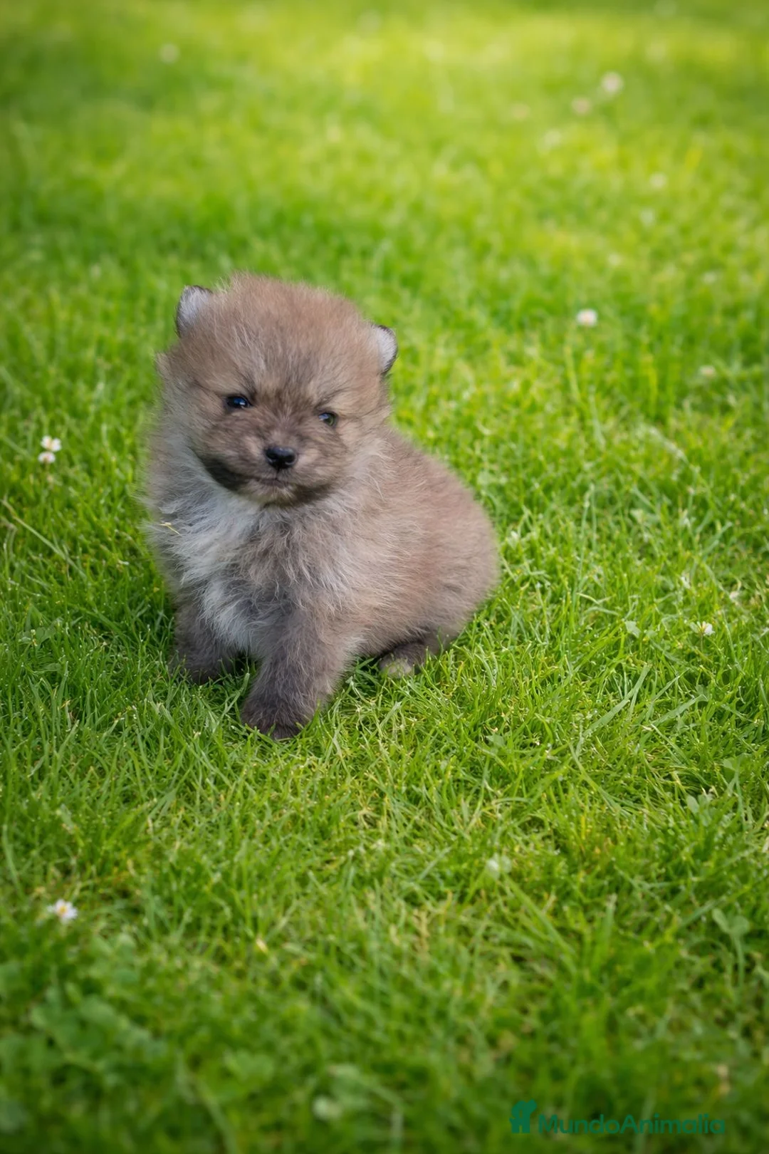 Pomerania perros en venta: PRECIOSO POMERANIA MINI  - Anuncio 2