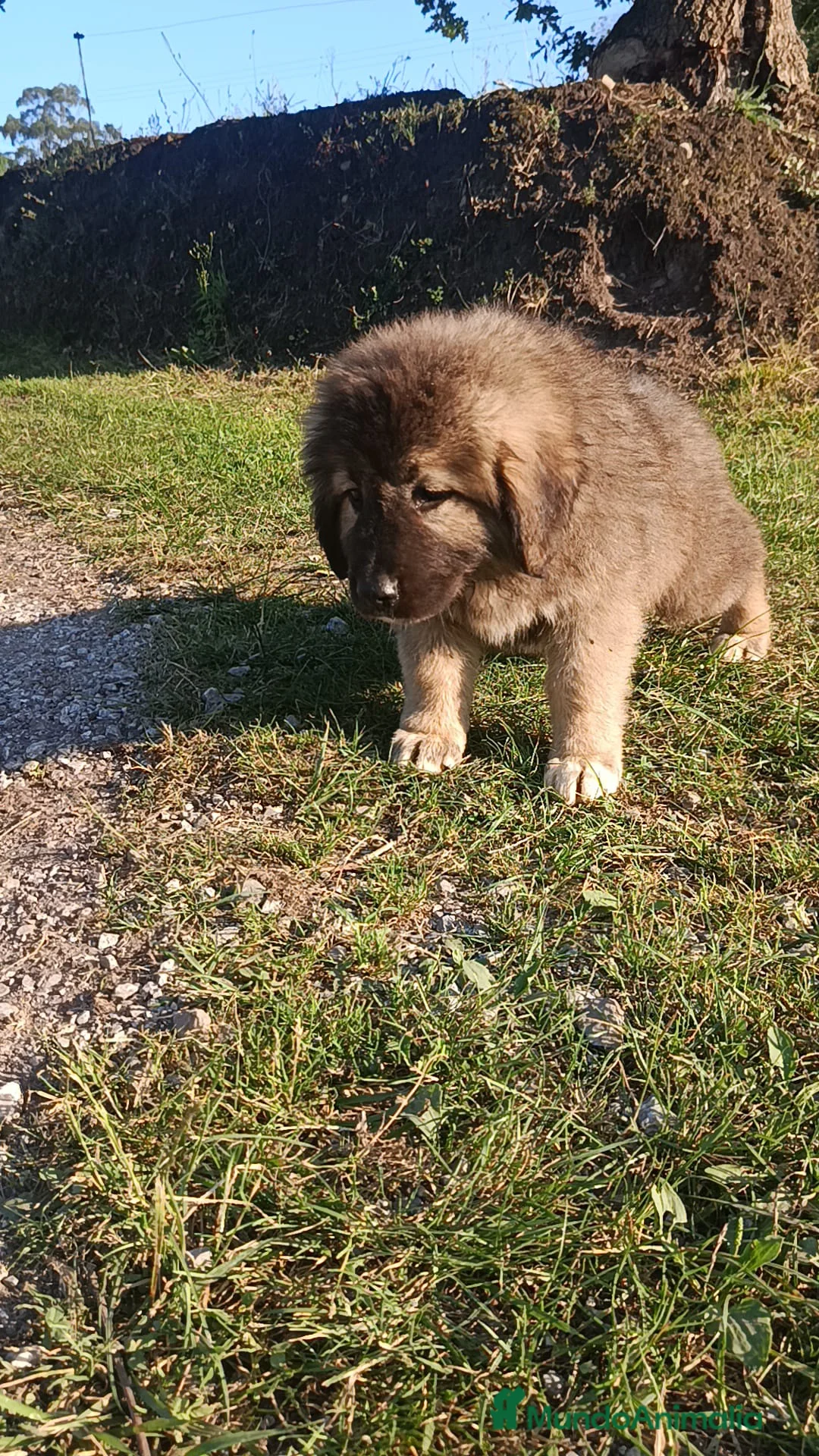 Pastor del Cáucaso perros en venta: Pastor Cáucaso  - Anuncio 2