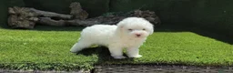 Caniche Toy perros en venta: Caniche toy - Anuncio 8