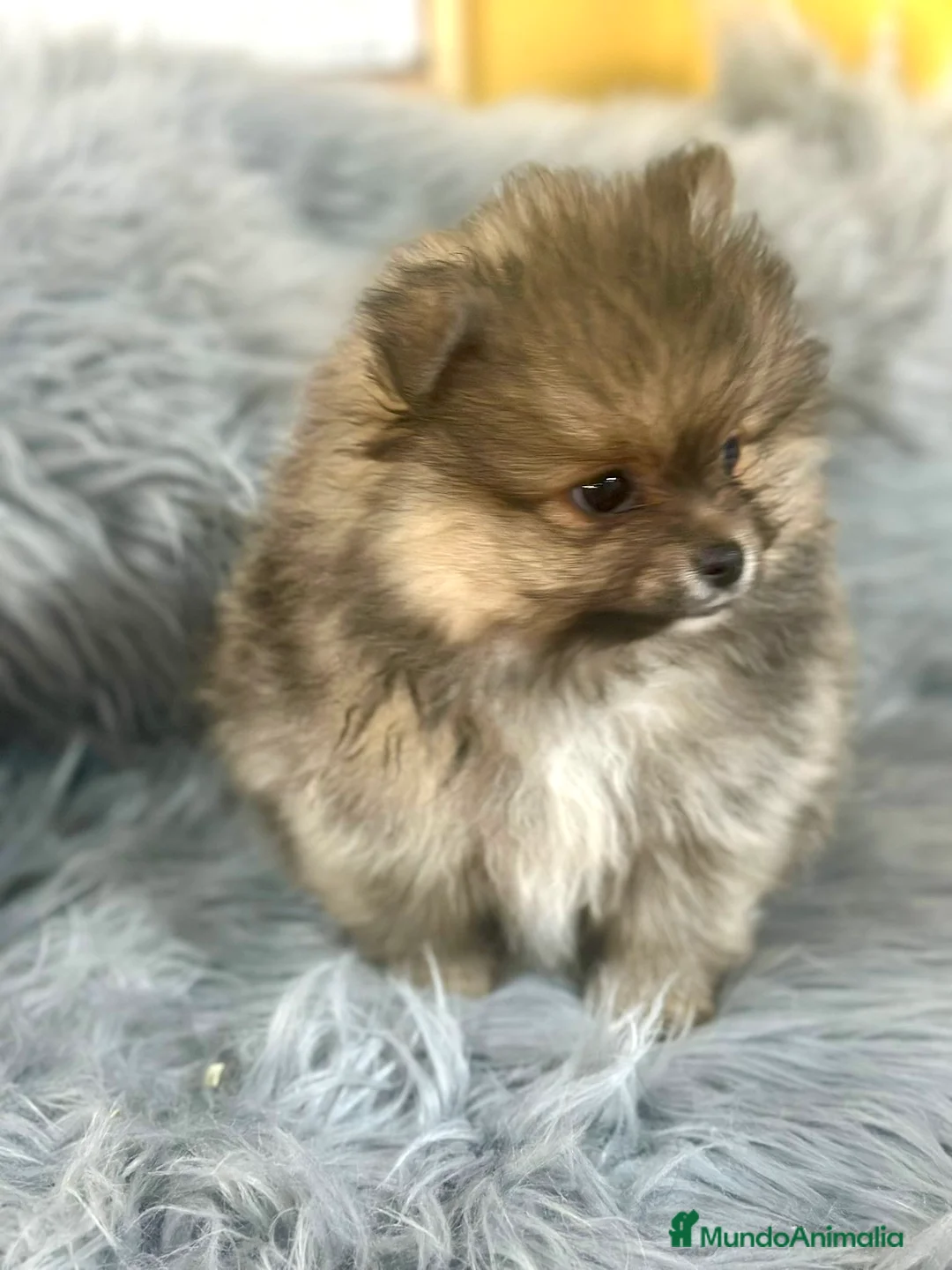 Pomerania perros en venta: Pomerania sable Toy  - Anuncio 6