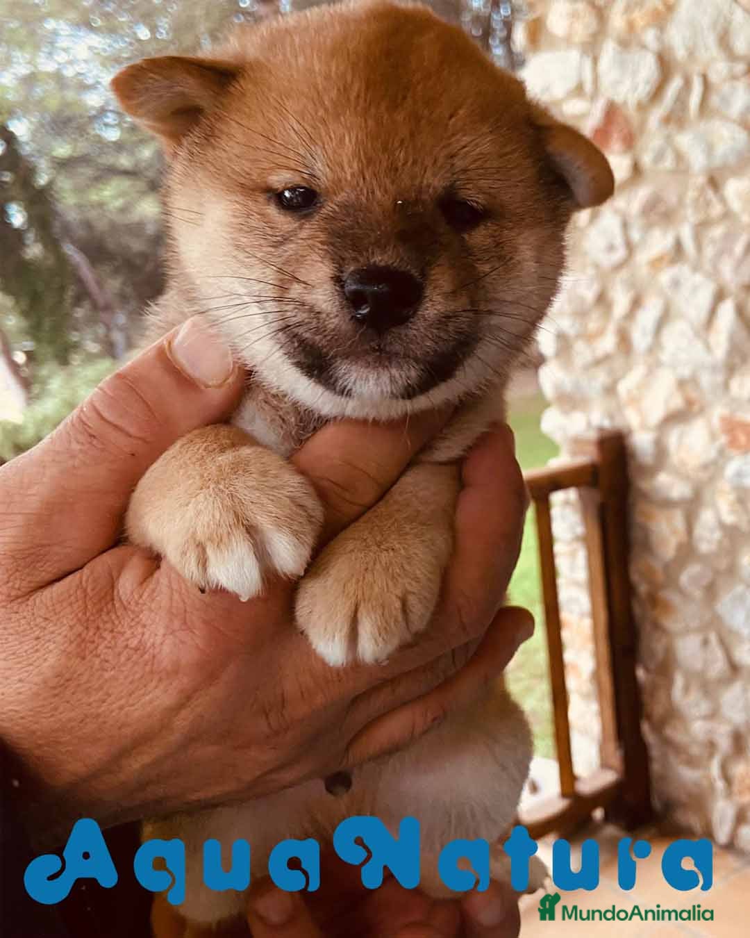 Shiba Inu perros Shiba Inu Macho de Magy 8999 - AQUANATURA en Barcelona - Anuncio 13