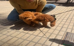 Caniche Toy perros en venta: Caniches toy  - Imagen 5
