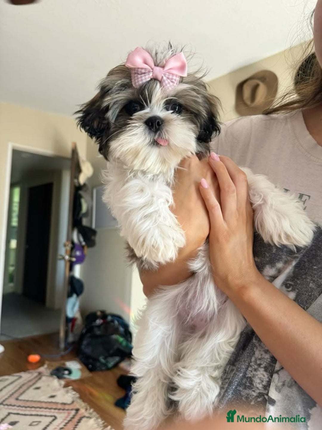 Shih Tzu perros en venta: Cachorros Shih Tzu  - Imagen 1