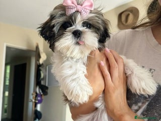 Shih Tzu perros - Anuncio 10