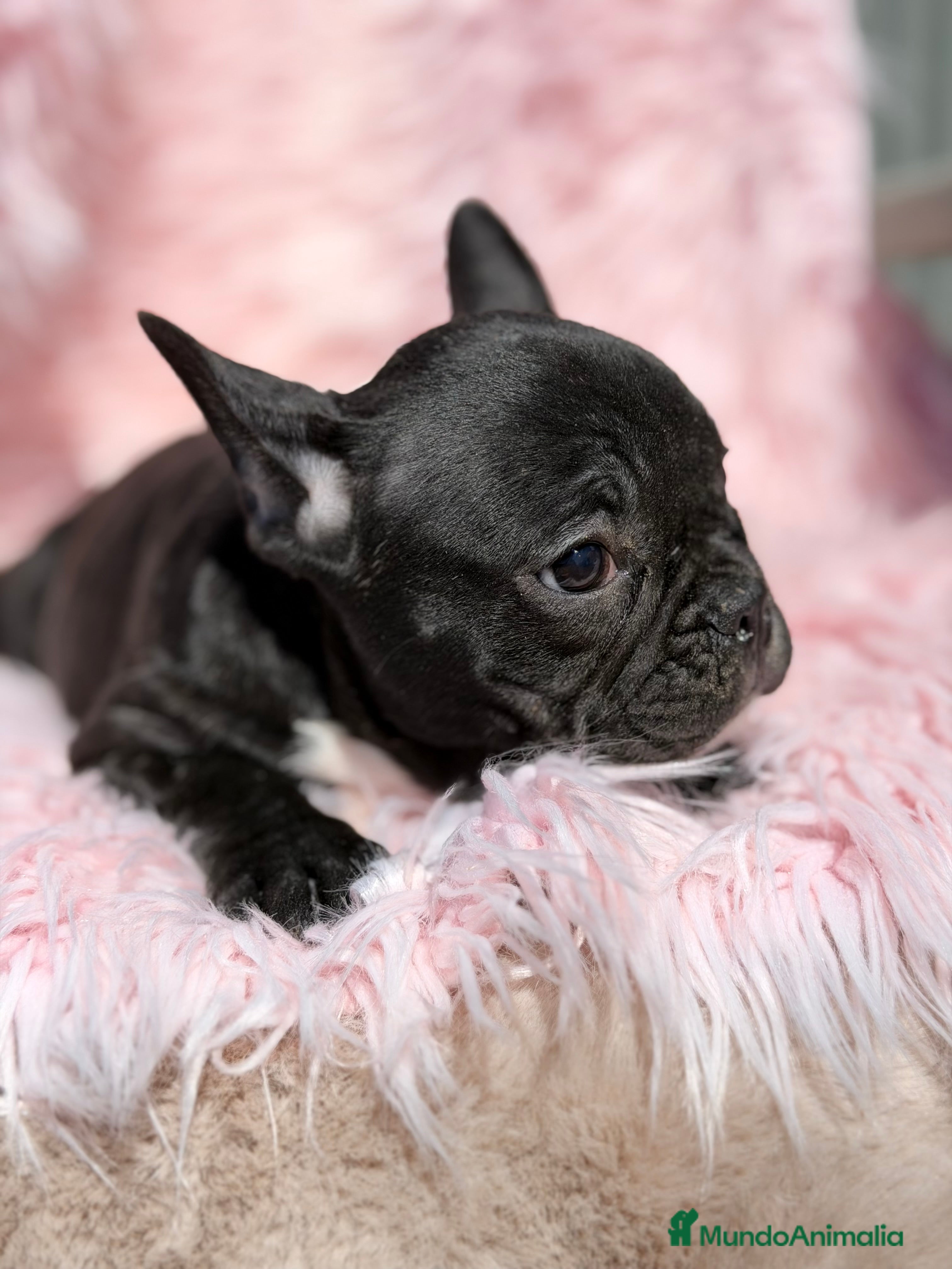 Bulldog Francés perros Bulldog francés negra - Anuncio 6