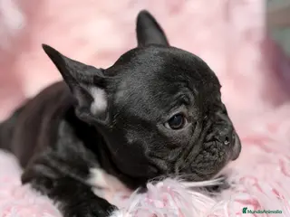 Bulldog Francés perros Bulldog francés negra - Anuncio 6