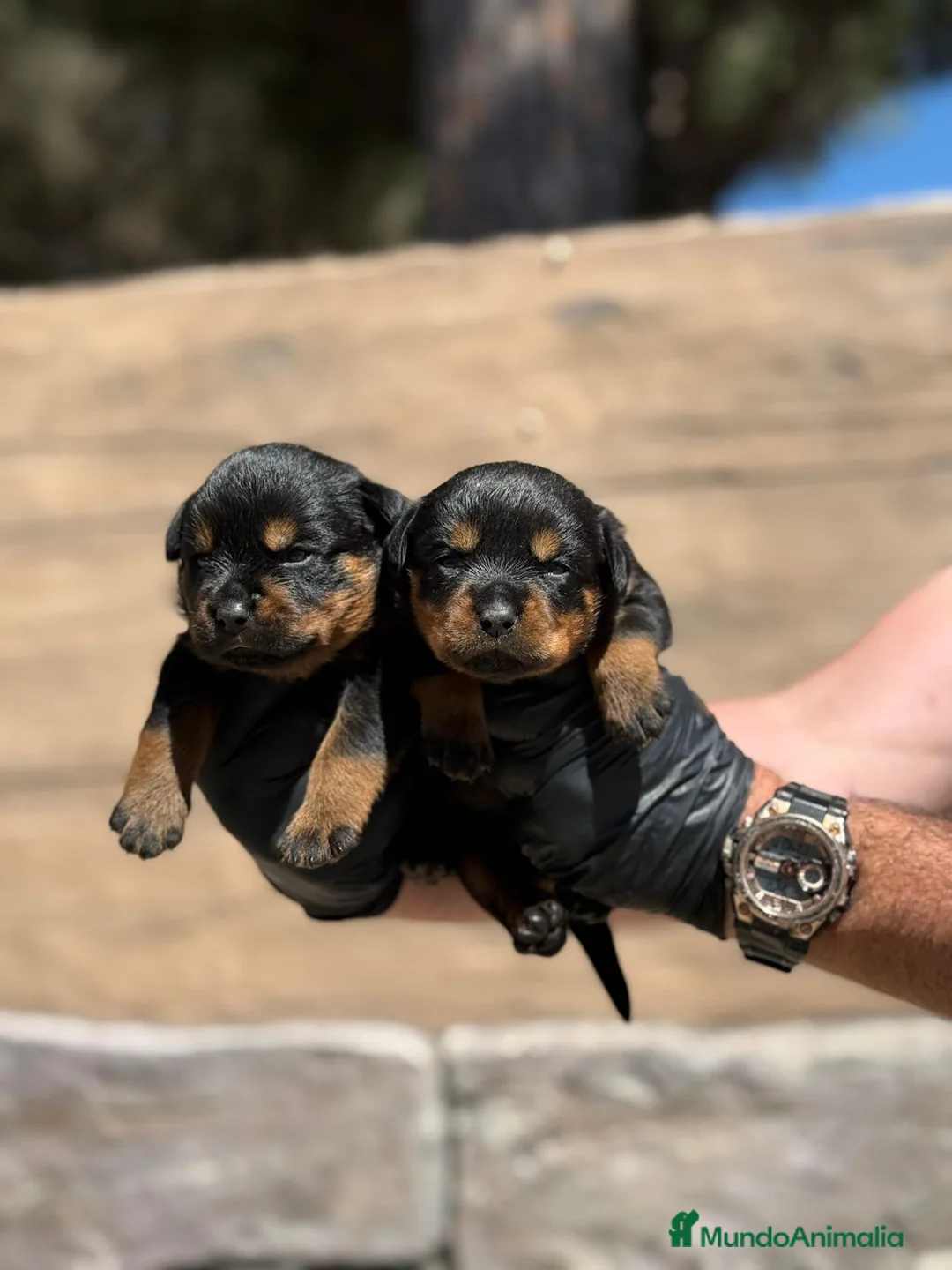 Rottweiler perros en venta: Rottweiller - Anuncio 2