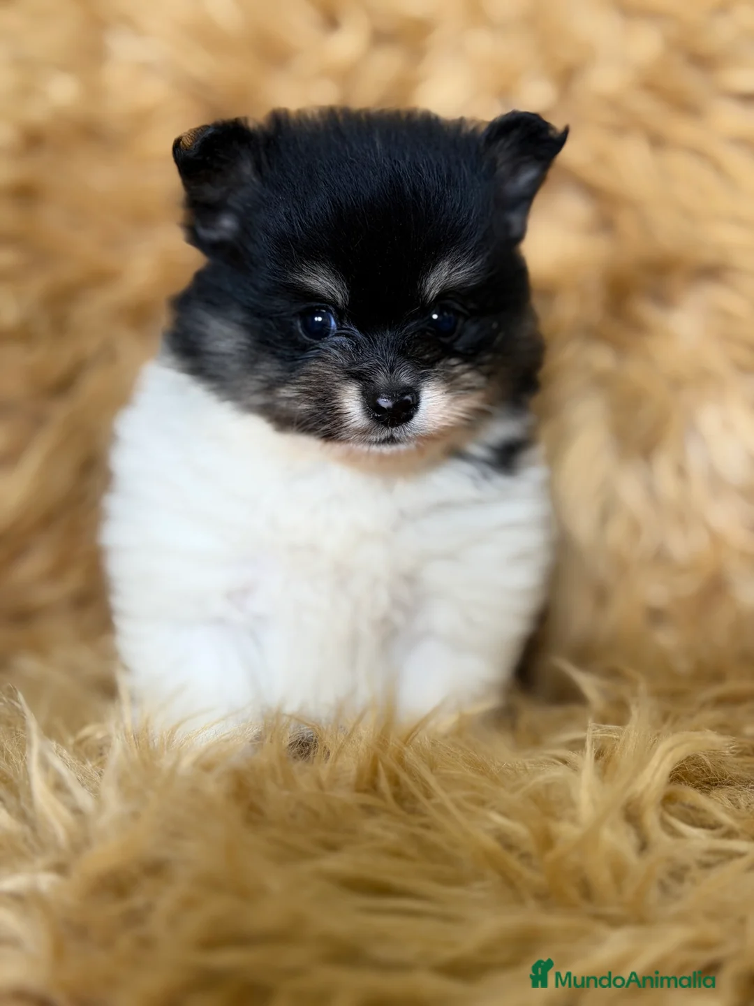 Pomerania perros en venta: Pomerania Minitoy partycolor - Anuncio 1
