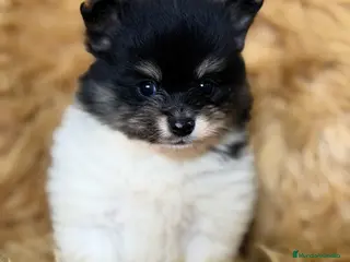 Pomerania perros Pomerania Minitoy partycolor - Anuncio 2