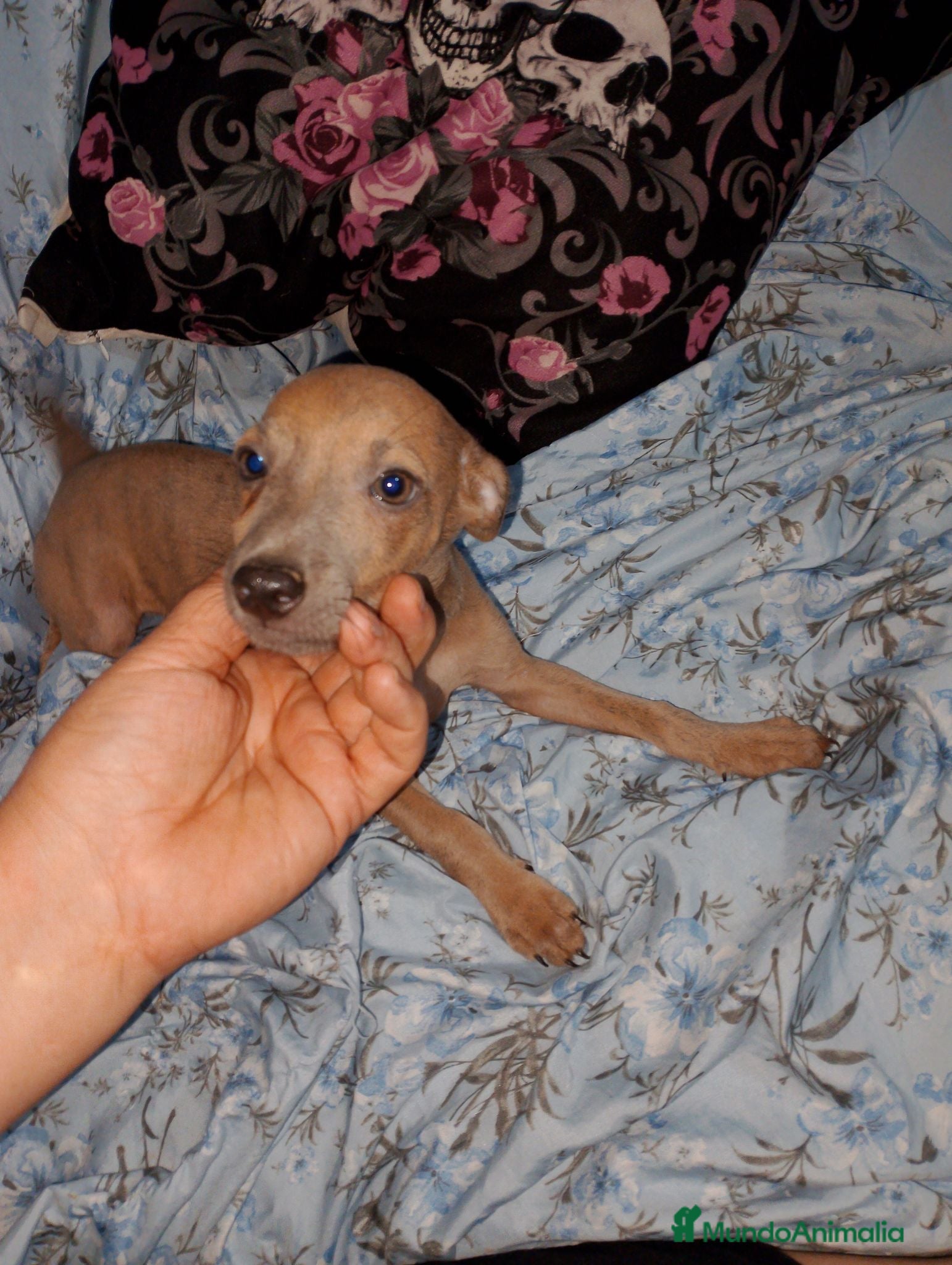 Raza Mixta perros Greyhuahua solo quedan los Merle y uno marrón  - Anuncio 33