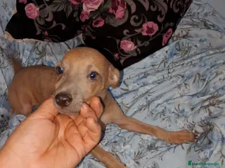 Raza Mixta perros Greyhuahua solo quedan los Merle y uno marrón - Anuncio 33