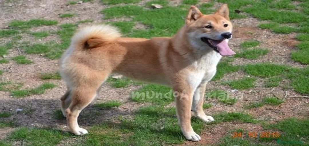 Imagen de galería {{count}}