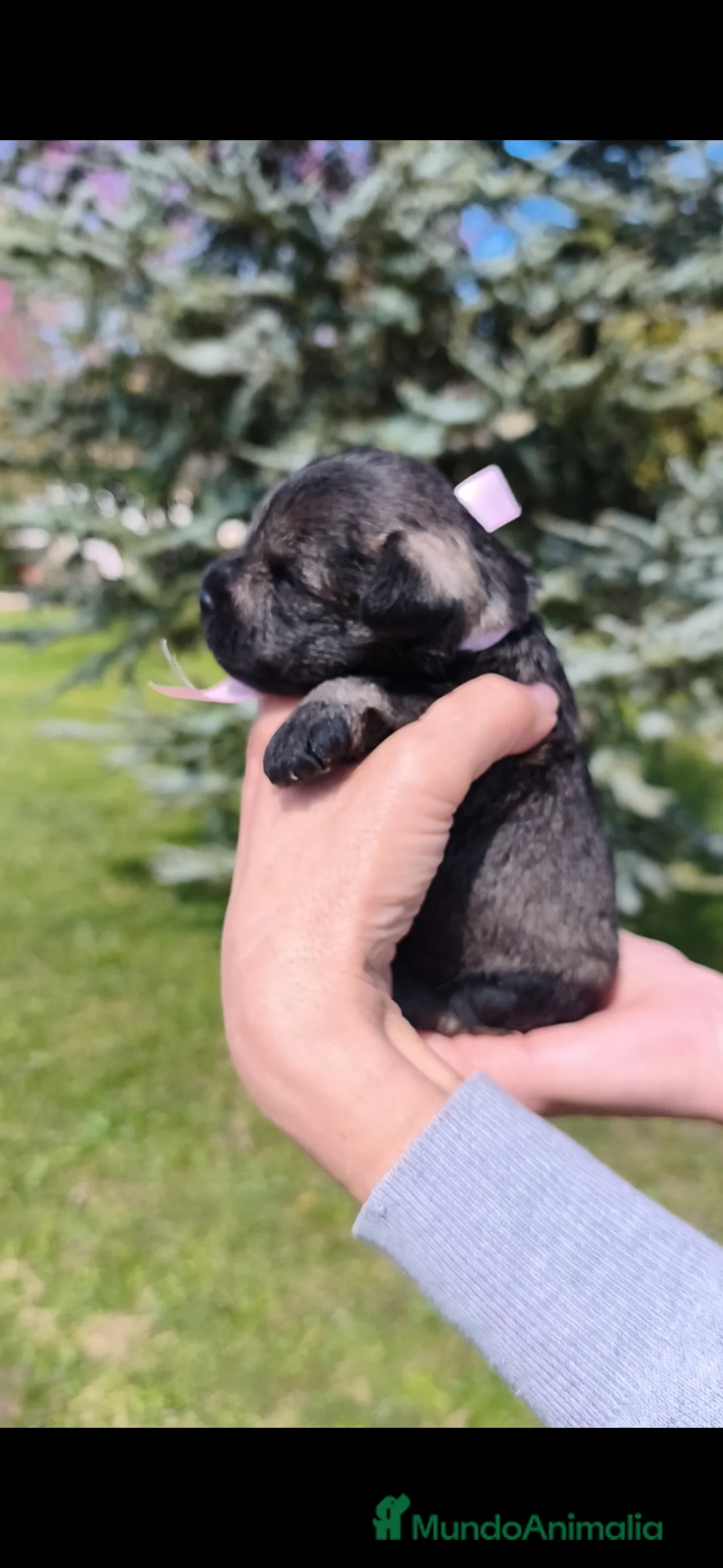 Schnauzer Miniatura perros en venta: Preciosa hembrita schnauzer miniatura 😍 - Anuncio 2