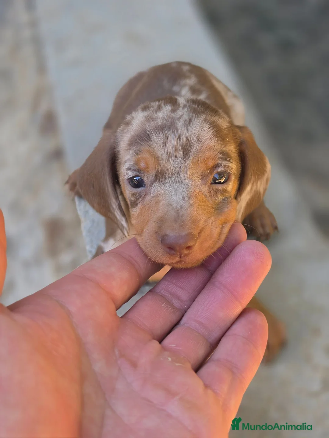 Teckel Miniatura perros en venta: Teckel arlequin chocolate  - Anuncio 5